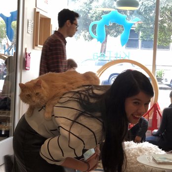 KitTea - Pet Adoption Near Me - San Francisco, California