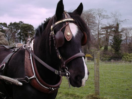 Ulster Folk Museum by null