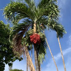 Kamehameha Iki Park