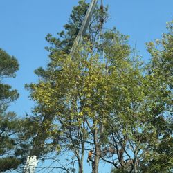 Vital Tree Solutions