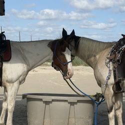 Galveston Island Horse and Pony Rides - Our horses
