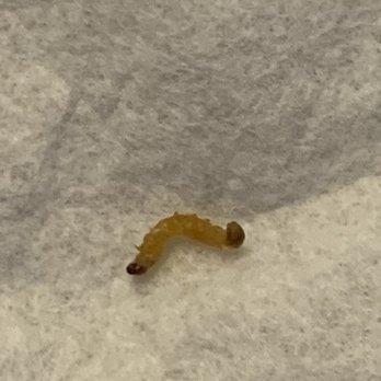 Monarca's - Maggot - Mexican Near Me - Cape Coral, Florida Monarca's - Maggot - Mexican Near Me - Cape Coral, Florida