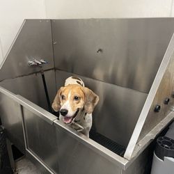 Tub Reference: 45-50 lb coonhound -- easily could've fit two of her