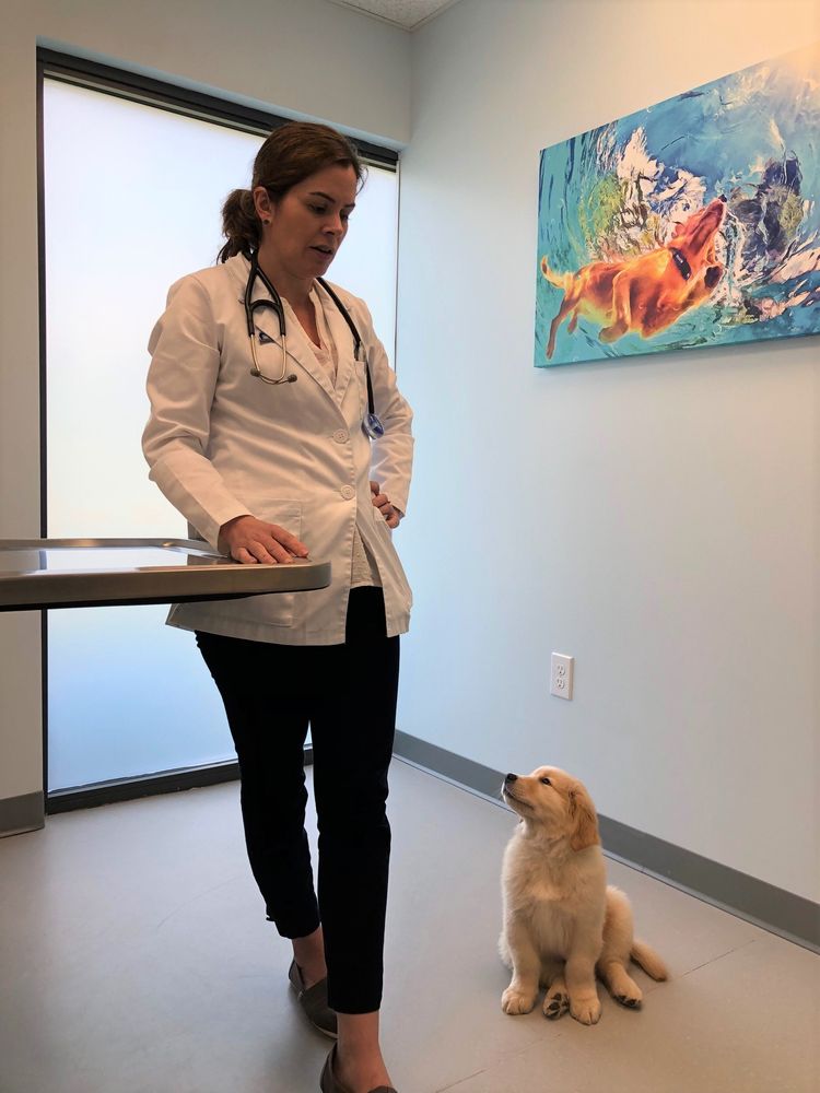 SPRINGS FAMILY VETERINARY HOSPITAL 14 Photos & 11 Reviews 9 Hampstead Pl, Saratoga Springs