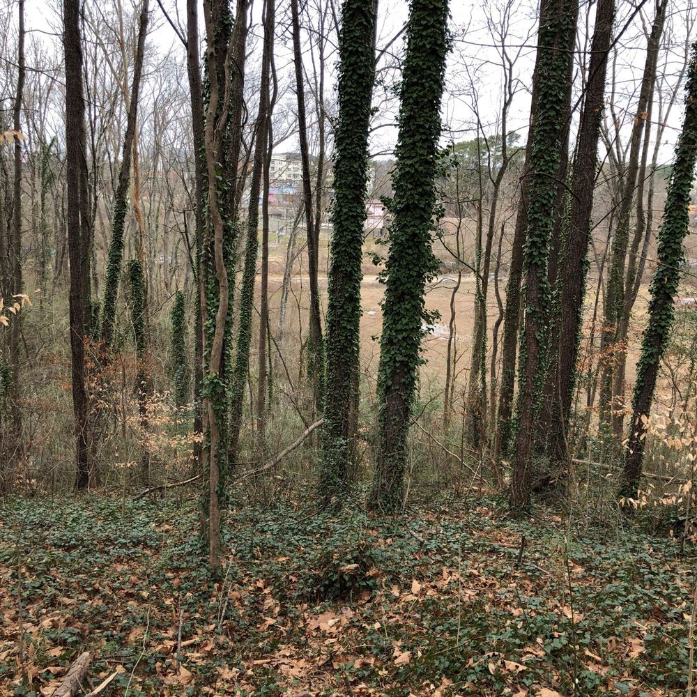 Morningside Nature Preserve - Parks Near Me - Atlanta, Georgia Morningside Nature Preserve - Parks Near Me - Atlanta, Georgia