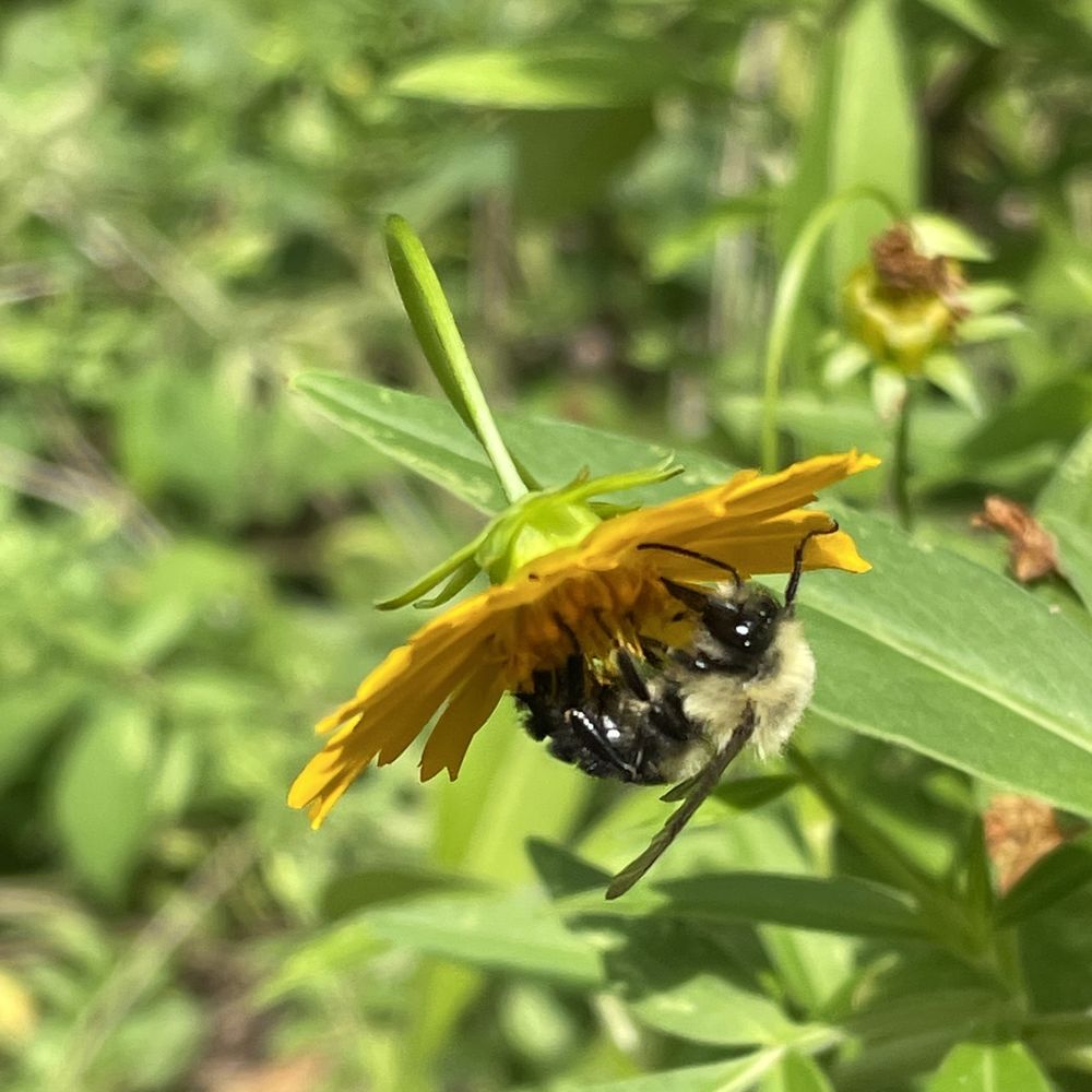Bee on a flower