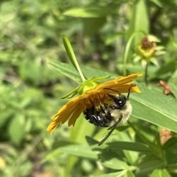Coker Arboretum - Bee on a flower