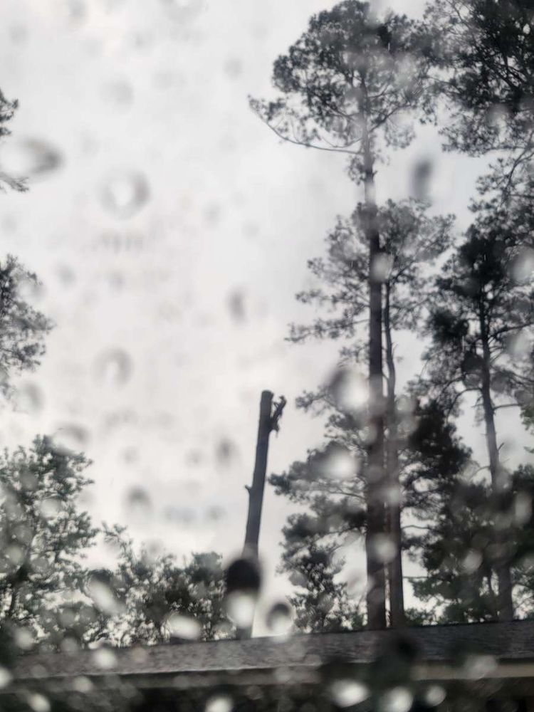 Arney Tree - tree service in West Columbia, SC