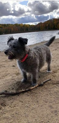 grindstone pet supplies