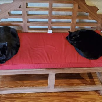 Sweeties Cathouse - Pet Boarding Near Me - Brandon, Florida
