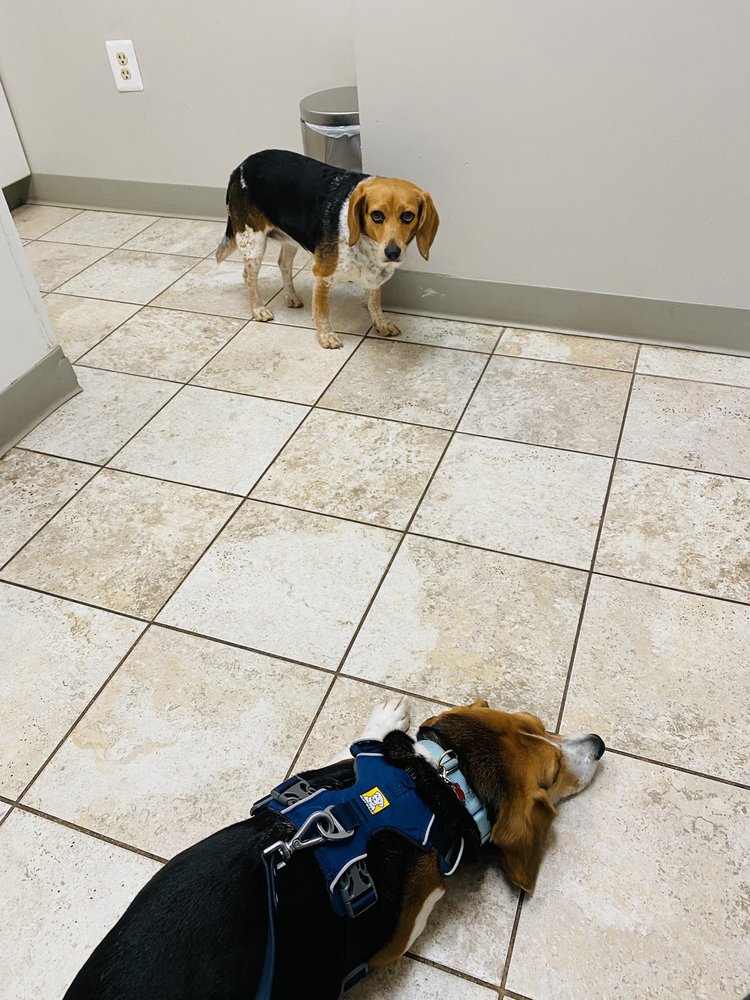 KENTLANDS VETERINARY HOSPITAL 19 Photos & 48 Reviews 117 Booth St