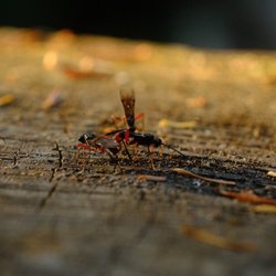 Troublesome Creek Campground - I wanna know what kind of bug this is...