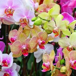Horti di Veio - Orchidee per ogni gusto!