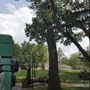 Photo of Trimrite Tree Service