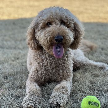 The Canine Connection - Monte - Pet Training Near Me - Fayetteville, Arkansas The Canine Connection - Monte - Pet Training Near Me - Fayetteville, Arkansas