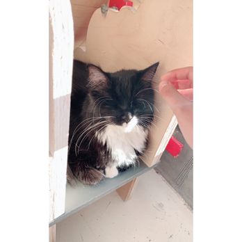 KitTea - This one eyed kitty is the cutest. - Pet Adoption Near Me - San Francisco, California KitTea - This one eyed kitty is the cutest. - Pet Adoption Near Me - San Francisco, California