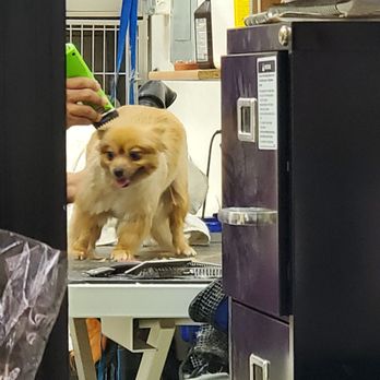 Posh Pooch - Transformation - Pet Groomers Near Me - Woodside, New York
