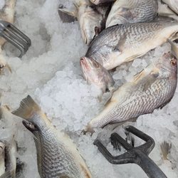 Palmetto Seafood Company