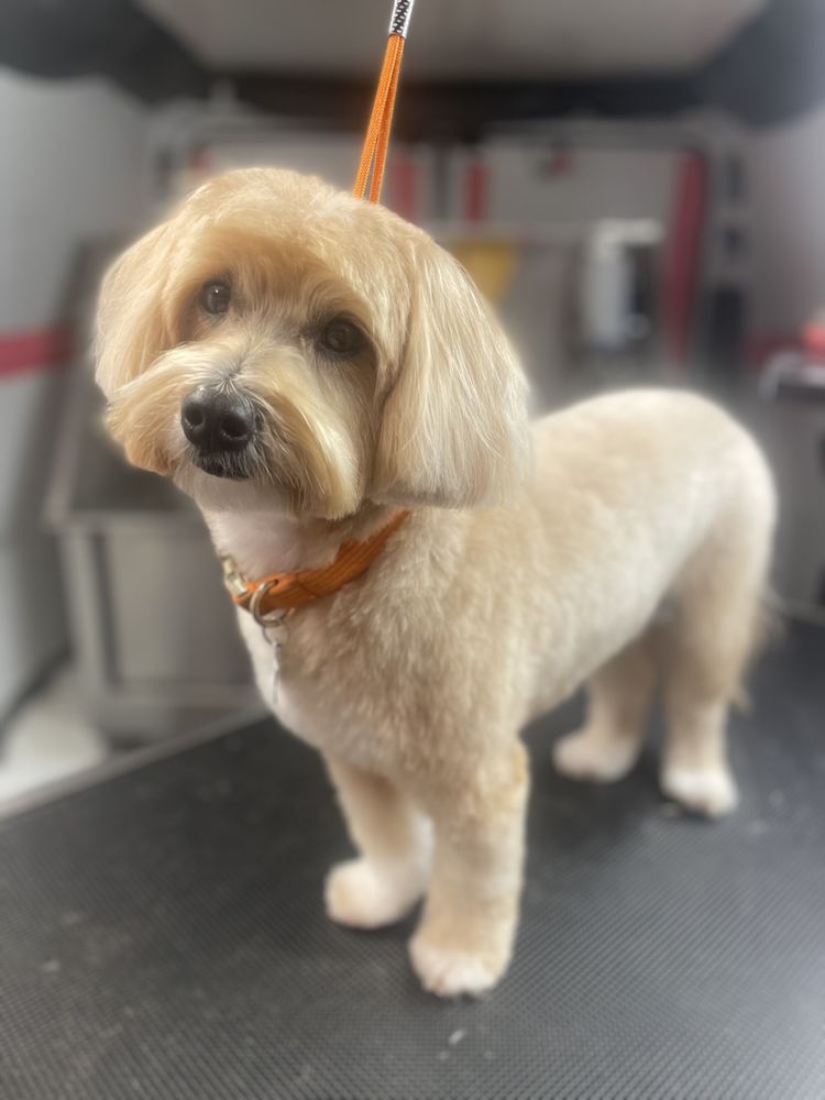 The Grooming Waggin Image