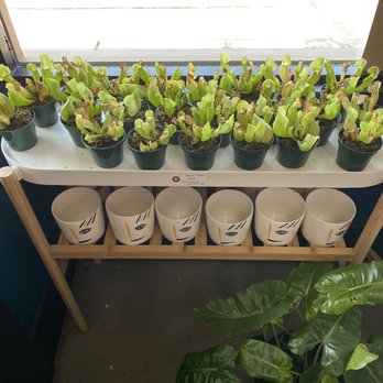 Pueblo - Cute ceramics - Nurseries & Gardening Near Me - Phoenix, Arizona