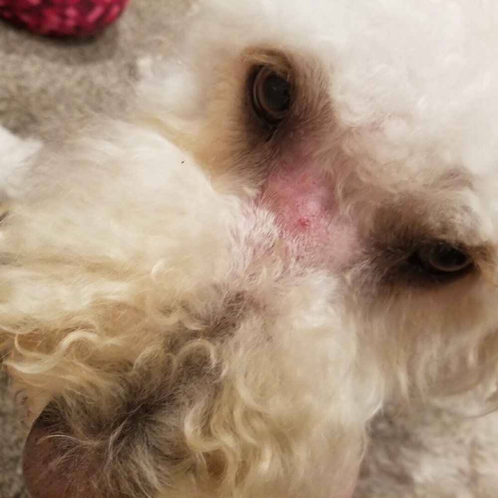 BarkZone- Lake Oswego - Our dog was also cut on the bridge of his snout, causing a lot of itching and scratching and overall discomfort. - Pet Groomers Near Me - Lake Oswego, Oregon