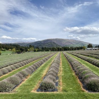 Wanaka Lavender Farm - Farms Near Me - Wanaka, OTA