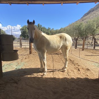 The Lazy C Ranch - Vacation Rentals Near Me - Palm Springs, California The Lazy C Ranch - Vacation Rentals Near Me - Palm Springs, California