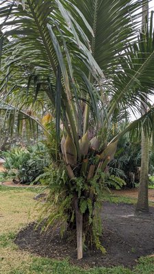 Palm TX 英語版 USEDジャンク扱い Palm TX 英語版 USEDジャンク扱い - メルカリ