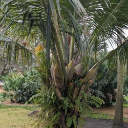 Gizella Kopsick Palm Arboretum