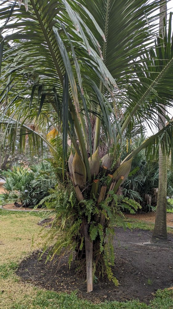 Gizella Kopsick Palm Arboretum Image