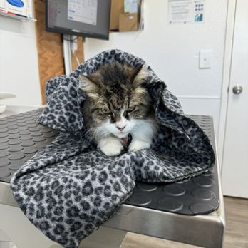 Monticello Veterinary Practice - Veterinarians Near Me - Winters, California