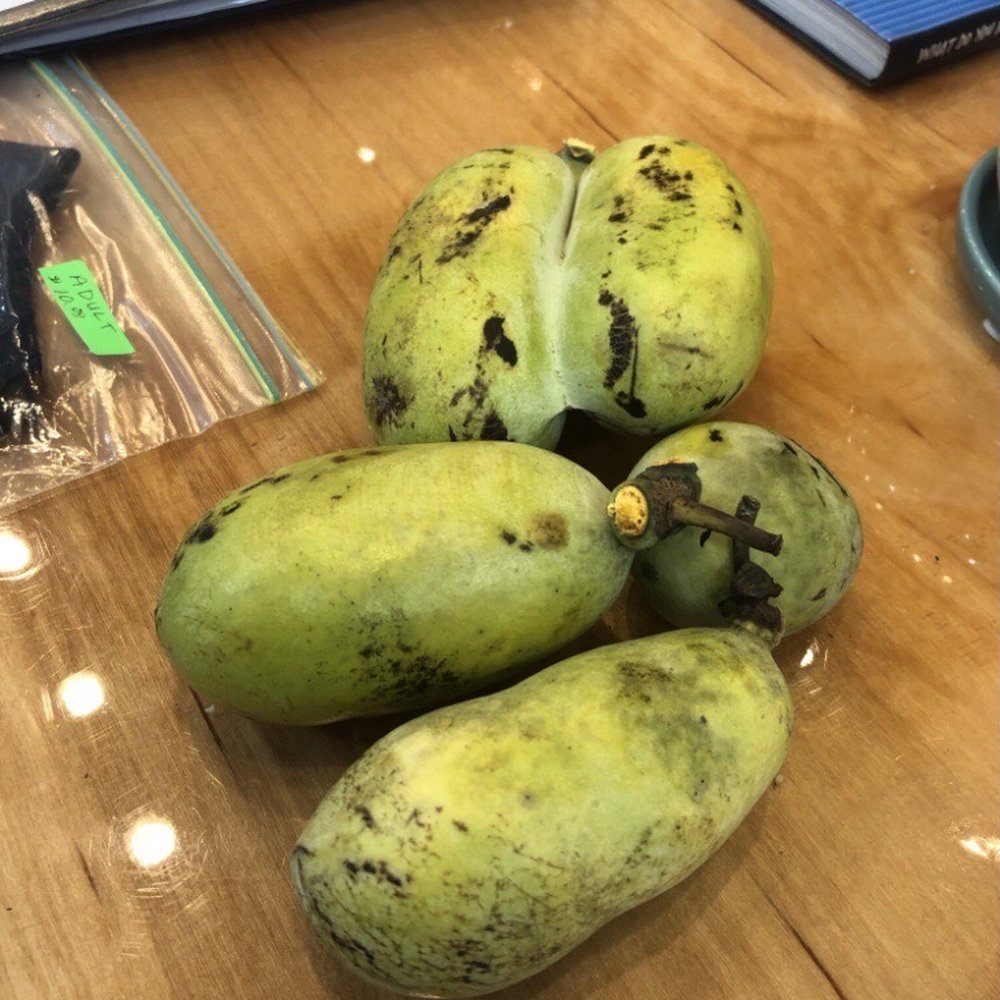 Community Grounds - The mysterious pawpaw fruit!  (10/10/2020) - Coffee & Tea Near Me - Columbus, Ohio