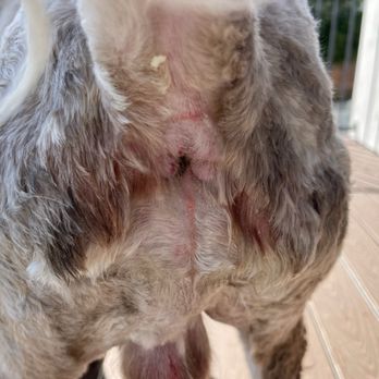 LeDog Barber - Cuts throughout - Pet Groomers Near Me - San Diego, California