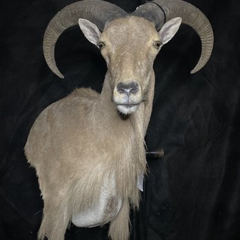 Travis Manning Custom Taxidermy - Taxidermy Near Me - Brookshire, Texas Travis Manning Custom Taxidermy - Taxidermy Near Me - Brookshire, Texas