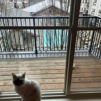 Eddyline at Bridgeport - It's me, Lola looking out at the beautiful view of my Eddyline Apartment! - Apartments Near Me - Portland, Oregon Eddyline at Bridgeport - It's me, Lola looking out at the beautiful view of my Eddyline Apartment! - Apartments Near Me - Portland, Oregon