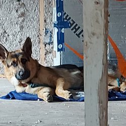 S & Pup Insulation