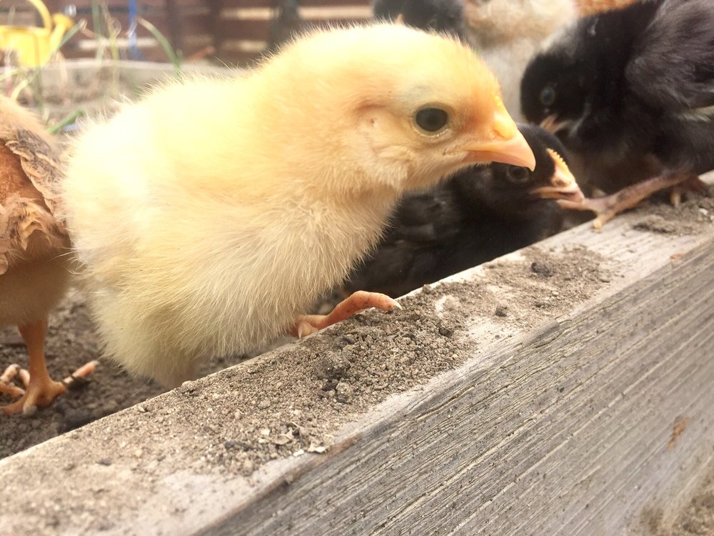 EVANS FEED & LIVESTOCK SUPPLY Updated October 2024 12 Photos & 16