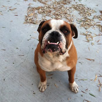 West Coast - I miss you Buster - Pet Cremation Services Near Me - Sun Valley, California West Coast - I miss you Buster - Pet Cremation Services Near Me - Sun Valley, California