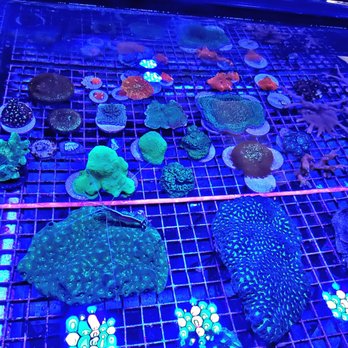 Orange Park Aquatics - Corols..have to be seen in person. - Pet Stores Near Me - Orange Park, Florida Orange Park Aquatics - Corols..have to be seen in person. - Pet Stores Near Me - Orange Park, Florida