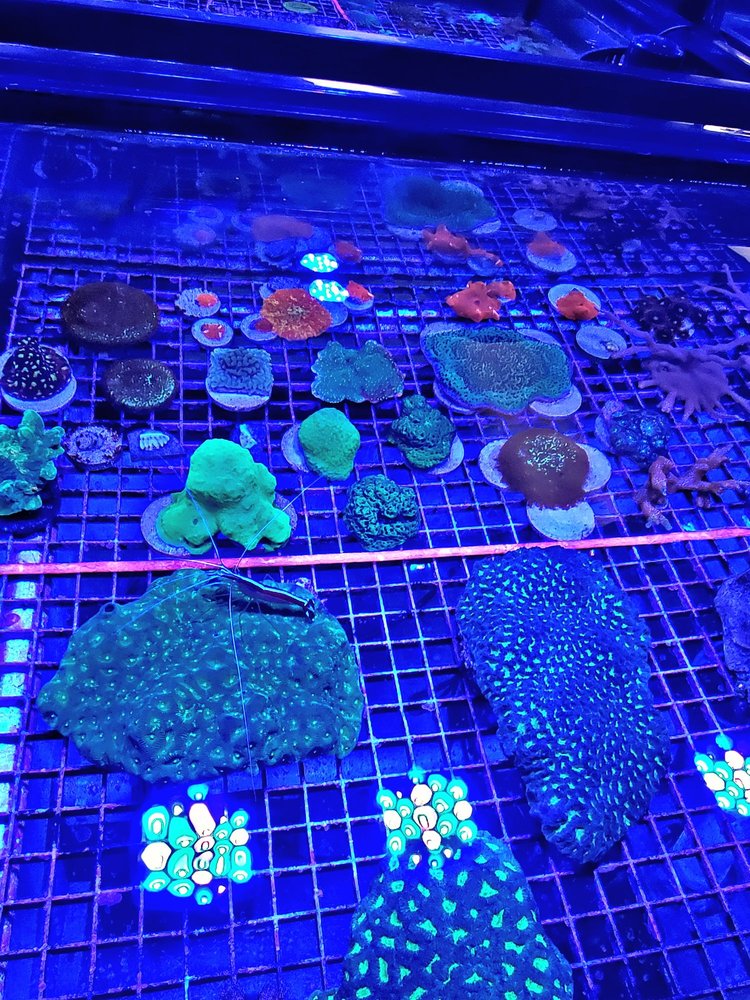 ORANGE PARK AQUATICS Pet Stores 793 Blanding Blvd, Orange Park, FL