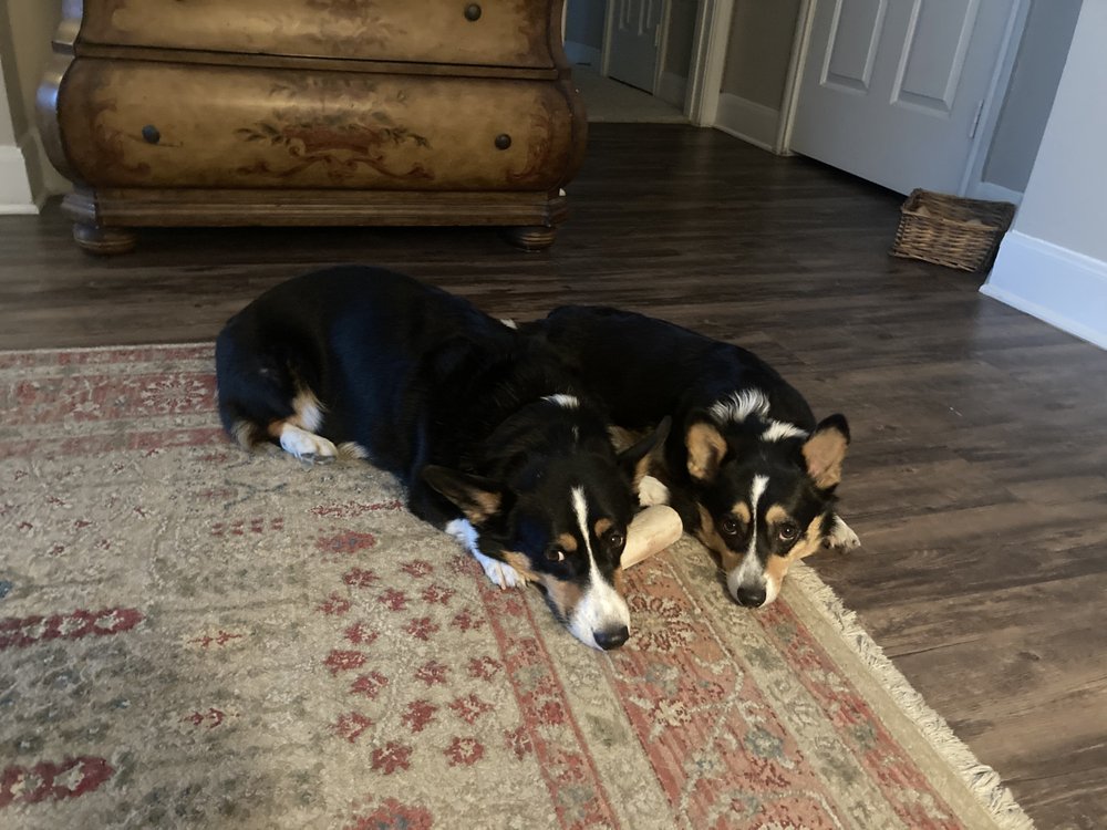 POSITIVELY DOG Dallas, Texas Pet Training Phone Number Yelp