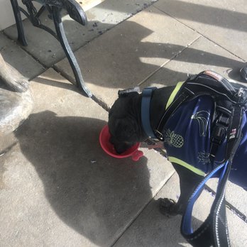 Murphy's Paw - Bought a collapsible bowl, having a quick drink on Main Street. - Pet Stores Near Me - Pleasanton, California