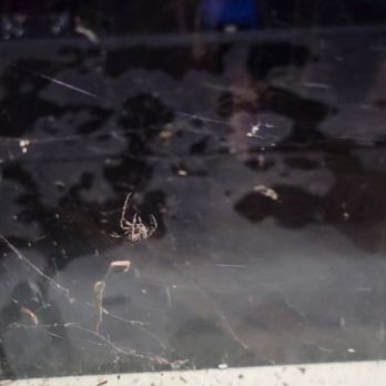 Cadence Lodge at Whiteface - Multiple spiders. The biggest and disgusting type covered all over the windows - Hotels Near Me - Wilmington, New York Cadence Lodge at Whiteface - Multiple spiders. The biggest and disgusting type covered all over the windows - Hotels Near Me - Wilmington, New York