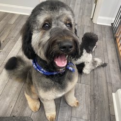 Riddles Classic Grooming - Sully just got his haircut and he looks and feels amazing!!!