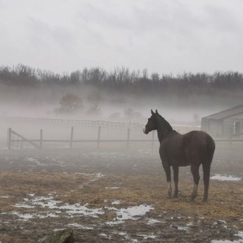 Rayne's Ridge - A foggy morning on the farm - Horseback Riding Near Me - New Tecumseth, Ontario Rayne's Ridge - A foggy morning on the farm - Horseback Riding Near Me - New Tecumseth, Ontario