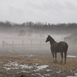 Rayne's Ridge - A foggy morning on the farm