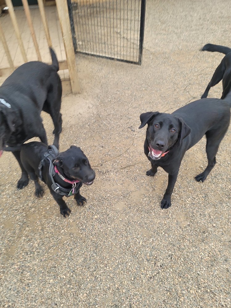CARFIELD’S KENNELS Updated October 2024 14 Photos 136 2nd Ave SE, Elgin, Minnesota Pet