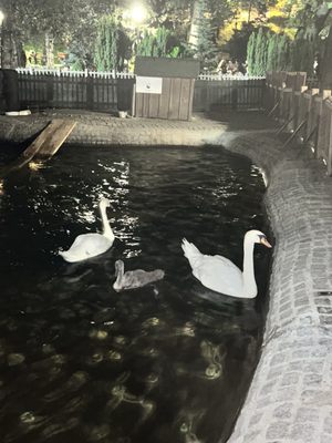 Kuğulu Park by null