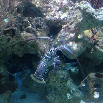 Loggerhead Marinelife Center - Spiny Lobster - Community Service/Non-Profit Near Me - Juno Beach, Florida Loggerhead Marinelife Center - Spiny Lobster - Community Service/Non-Profit Near Me - Juno Beach, Florida