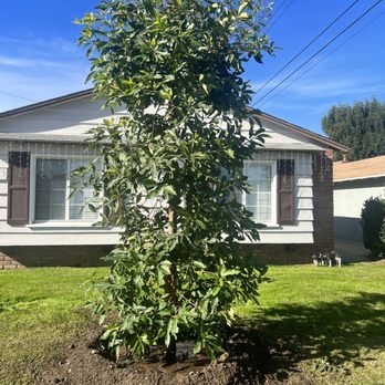Garden View Nursery - Brisbane Box - 36in - Nurseries & Gardening Near Me - Irwindale, California